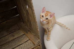 孩子跟爸爸妈妈跳的感恩舞蹈 关于感恩的舞蹈