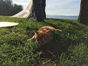 订婚什么人不能去参加 订婚下聘有何禁忌单身的人可以参加吗?