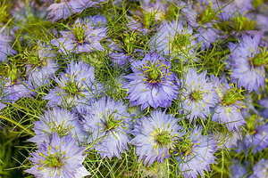 老人钻石婚是多少年