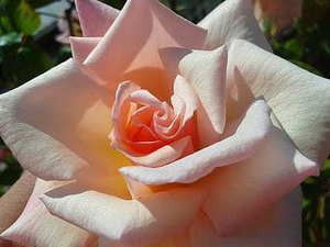 女孩想结婚咋给父母说 女孩想结婚怎么给父母说