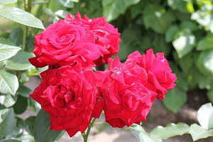 为儿子结婚信息邀请怎么写 儿子结婚邀请短信怎么写