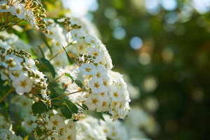 主持词英语怎么说 请问主持稿用英文怎么说?