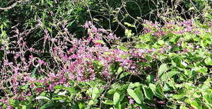 十四年象牙婚代表什么 象牙婚是什么意思