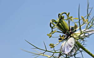 樱花校园模拟器怎么破坏婚礼 樱花校园模拟器怎么解除婚礼上的危机？