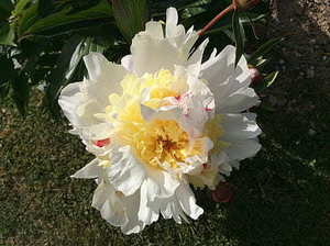 新娘衣服红色的古装 哪里可以找到身着红色嫁衣的古装美人的图片