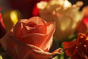 假的结婚证网上可以查出来吗 结婚证假的能查出来吗_问一问