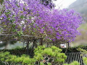 做伴娘要干什么