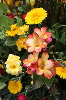 婚车的花可以是白色的吗 婚车全部选白色可以吗