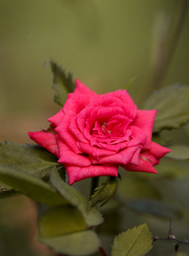 节奏欢快的走红毯音乐 求适合走红毯的音乐，谢谢各位了