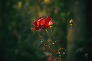 结婚时新郎应该注意的事 结婚时新郎要注意些什么？