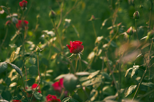 怎么写横版word word中如何插入横版的两种方法