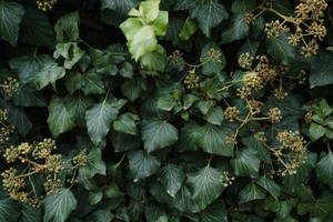 嫁妆一般什么时候搬 搬嫁妆一般是婚礼前搬还是婚礼当天搬比较好