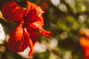 70年代的父母如何补办结婚证 70年代结婚证怎么补办