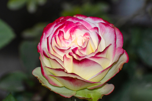 结婚男方礼金一般给多少 结婚男方一般给女方多少礼金