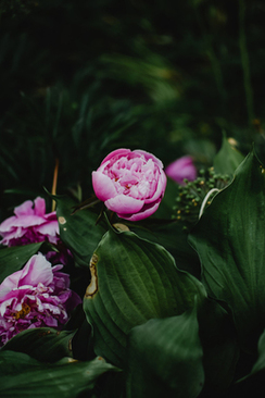 选伴娘有什么忌讳和讲究呢 选择伴娘有什么讲究 选伴娘有什么忌讳