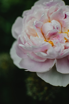 特色婚礼大厅布置图片