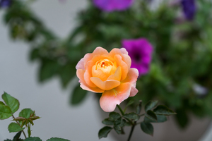 二婚请家人吃饭邀请语 再婚请家人在家里吃饭,该怎么讲话？