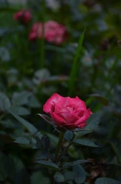 杭州结婚红包一般给多少 杭州婚宴的红包一般为多少?