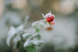 结婚新郎领结什么颜色 结婚时新郎如果打领结,应选什么颜色呢?