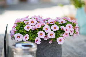 喜糖搭配有什么讲究 喜糖一般装几颗吉利 结婚喜糖一般怎么搭配