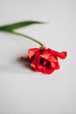 超好听的婚礼歌曲 推荐100首结婚用的歌曲