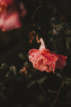 宝蓝色礼服配什么披肩 宝蓝色礼服配什么颜色披肩好看