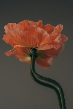 结婚祝福语顺口溜 结婚祝福的顺口溜