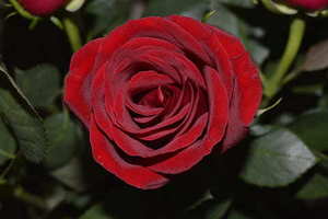 祝福好朋友结婚的文案 祝福好朋友结婚的话语