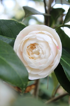 伴郎结婚的可以当吗 结婚了的可以当伴郎吗