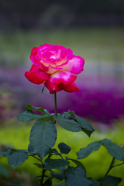 2019领结婚证多少钱 2019年领结婚证需要费用多少钱