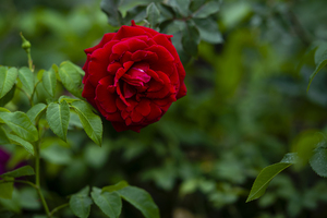 订婚一般送女方什么礼物 订婚男方要送女方什么礼物