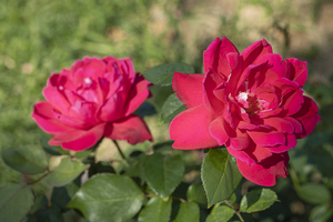 贴过喜字的胶怎么去掉 车身上贴喜字的胶洗不掉怎么外