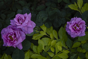 什么样的婚礼最特别 什么样的婚礼最浪漫，最特别？？？