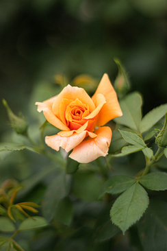 爸爸50岁穿什么衣服 有什么牌子适合快50岁的父亲穿的衣服?