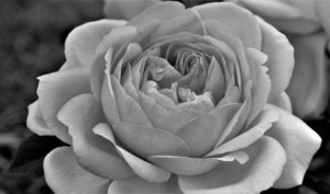 长桌会议座次图