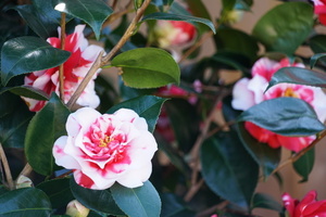 喜酒用什么好 婚宴一般要用什么酒才好