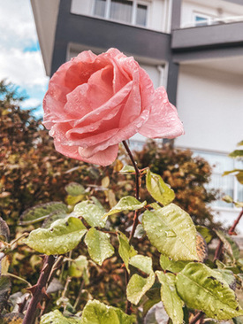 婚礼摄像双机价位 婚礼摄像跟拍价位大概在多少