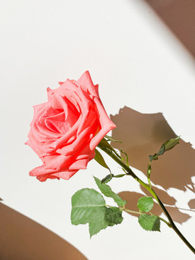 伴娘服紫色青岛