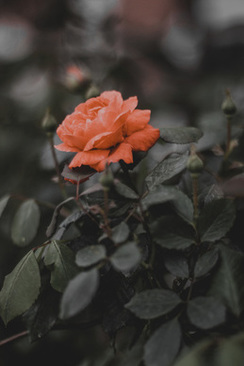 不要伴娘的婚礼流程 不要伴娘的婚礼流程