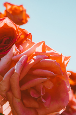 洛可可风格建筑 什么是洛可可风格建筑，有哪些代表作