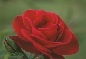 伴娘当在什么意思 当伴娘有什么说法？