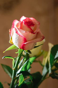 提前回门有什么影响么