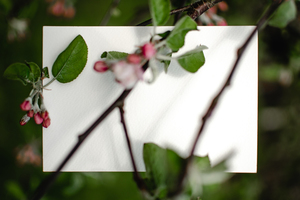 户外婚礼的好处 户外婚礼有哪些不同的优势好处