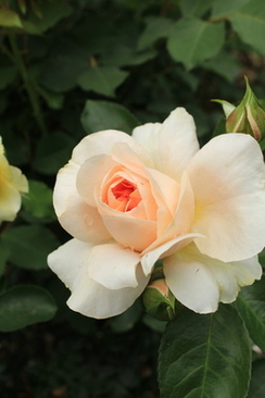 结婚都会用的歌 婚礼上都用什么歌曲