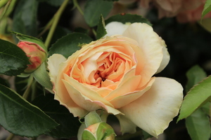 冬天结婚伴郎伴娘衣服怎么选 冬天当伴娘穿什么衣服好啊?