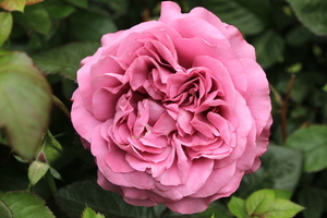 择日一般多少钱 风水大师择日课要多少钱