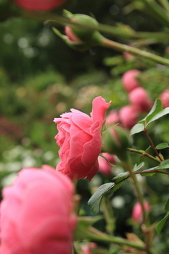 短头发怎么弄新娘头型 短头发女生怎么做造型新娘