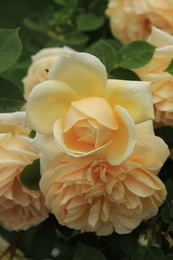 男方去女方带几个东西 第一次去女方家,要带几样礼品?