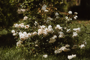 应该怎么求婚 求婚时应该怎么求?具体说明下