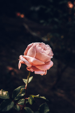 没有胸怎样穿婚纱 基本上没胸啊 怎么穿婚纱